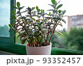 Crassula ovata plant growing on the windowsill. Known as jade plant, lucky money tree in front of a window, selected focus. Closeup view of succulent plant of green leaves for poster, branding 93352457