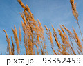 Golden dried grass stems against blue sky background. Autumn field grass against the sky for publication, design, poster, calendar, post, screensaver, wallpaper, postcard, banner, cover, website. A 93352459