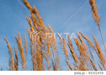 Golden dried grass stems against blue sky background. Autumn field grass against the sky for publication, design, poster, calendar, post, screensaver, wallpaper, postcard, banner, cover, website. A Golden dried grass stems against blue sky background. Autumn field grass against the sky for publication, design, poster, calendar, post, screensaver, wallpaper, postcard, banner, cover, website. A 93352459