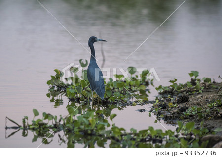 Little Blue Heron,egretta caerulea,Pantanal, Brazil 93352736