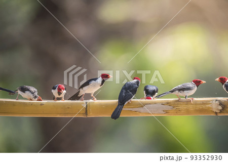 Yellow billed Cardinal,perched on a liana,Pantanal forest, Brazil 93352930