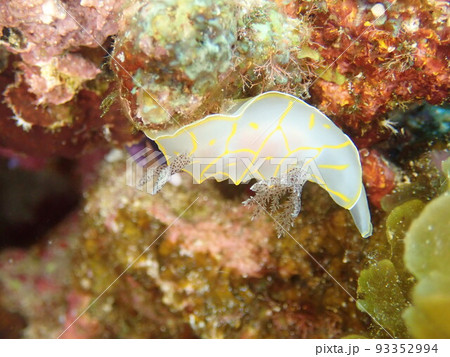 キスジカンテンウミウシ 93352994