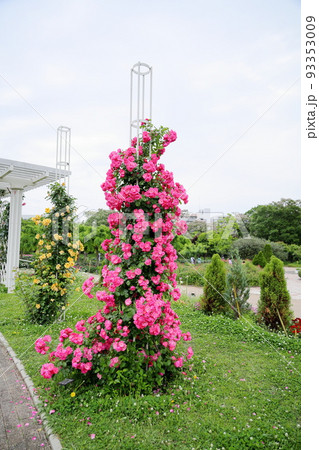 バラの花 アンジェラの写真素材