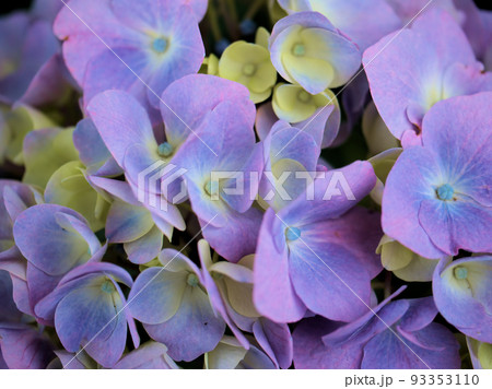 6月に咲いたガクアジサイの花 93353110