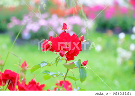 バラの花　マイナーフェアー 93353135