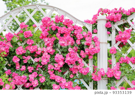 バラの花　アンジェラ 93353139