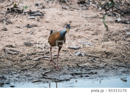 Giant Wood rail, Pantanal, Brazil Giant Wood rail, Pantanal, Brazil 93353170