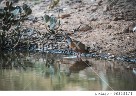 Giant Wood rail, Pantanal, Brazil Giant Wood rail, Pantanal, Brazil 93353171