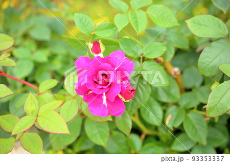 バラの花　イントリーグ 93353337
