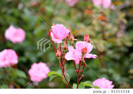 バラの花　クイーンエリザベス 93353338