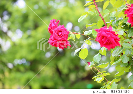 バラの花　アンクルウォルター 93353486