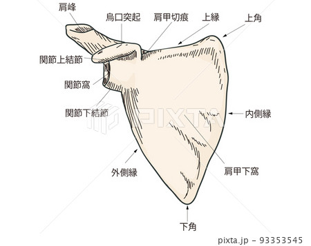 肩甲骨 93353545