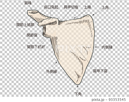 肩甲骨 93353545