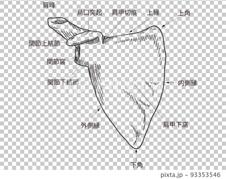 肩甲骨 93353546