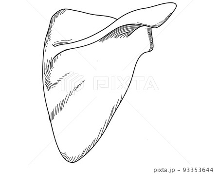 肩甲骨　背面 93353644