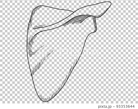 肩甲骨　背面 93353644