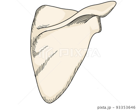 肩甲骨　背面 93353646