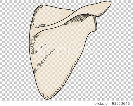 肩甲骨　背面 93353646
