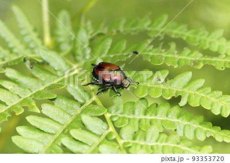 マメコガネ 93353720