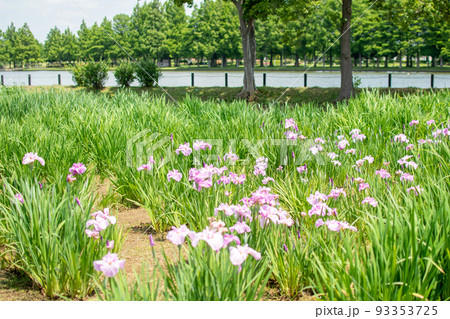 水元公園 花菖蒲園/東京都葛飾区 水元公園 花菖蒲園/東京都葛飾区 93353725