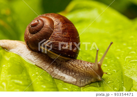 Snail Muller gliding on the wet leaves. Large white mollusk snails with brown striped shell, crawling on vegetables. Helix pomatia, Burgundy, Roman, escargot. Caviar. Kisses of snails in strawberries Snail Muller gliding on the wet leaves. Large white mollusk snails with brown striped shell, crawling on vegetables. Helix pomatia, Burgundy, Roman, escargot. Caviar. Kisses of snails in strawberries 93354471