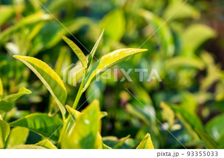 Close-up photograph of tender fresh tea bud and leaves Close-up photograph of tender fresh tea bud and leaves 93355033