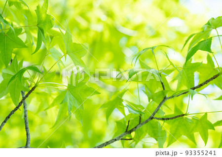 モミジバフウの新緑の葉 93355241