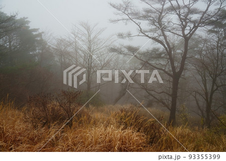 霧が広がる不気味な森 93355399