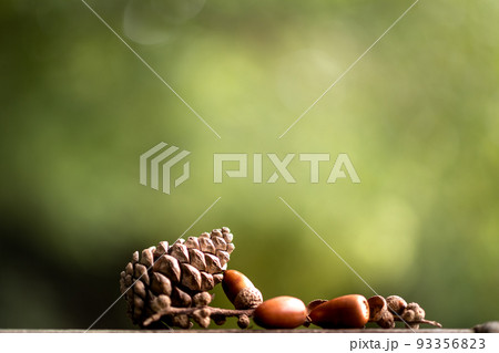 秋の日差しに机上の影、松ボックリや桜の落ち葉 93356823