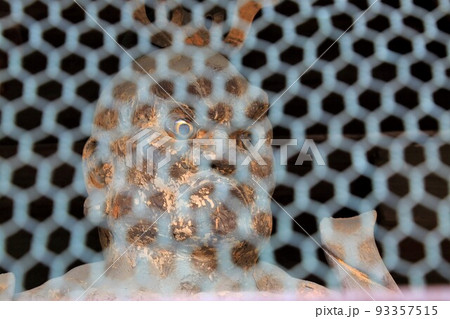 夏の美濃三弘法散策・44（岐阜県本巣郡北方町：円鏡寺） 93357515