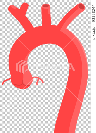 thoracic aorta 93358244