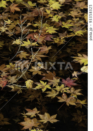 水面に突き出た三本の枝と紅葉 93358325