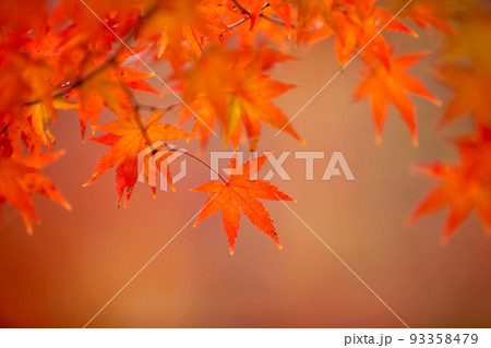 紅葉の景色 篠山の秋 風景 篠山 田舎 紅葉の景色 篠山の秋 風景 篠山 田舎 93358479