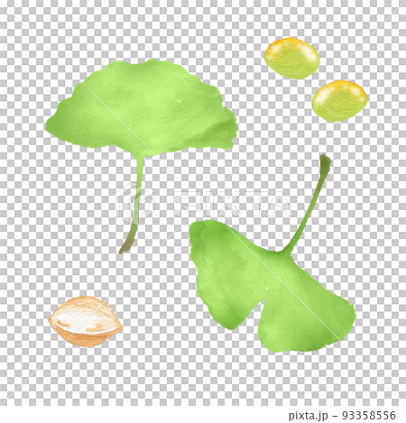 A set of ginkgo and ginkgo biloba drawn by watercolor A set of ginkgo and ginkgo biloba drawn by watercolor 93358556