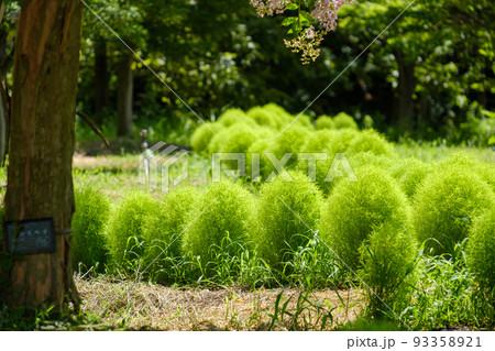 緑色のコキア 93358921