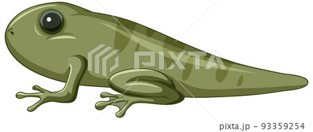 A tadpole with 4 legs A tadpole with 4 legs 93359254