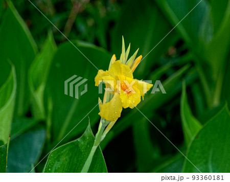 黄色いカンナの花 93360181