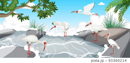 American white ibis group in the forest American white ibis group in the forest 93360214