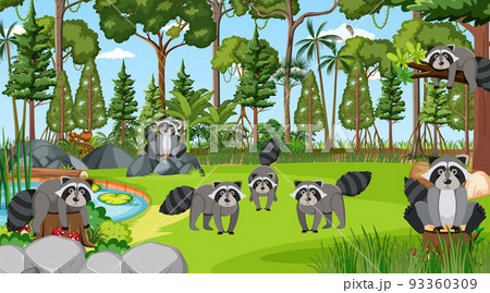 Raccoons in the forest scene Raccoons in the forest scene 93360309