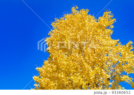【東京の都市風景】丸の内周辺とイチョウ並木 【東京の都市風景】丸の内周辺とイチョウ並木 93360652