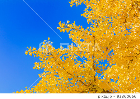 【東京の都市風景】丸の内周辺とイチョウ並木 93360666