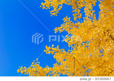 【東京の都市風景】丸の内周辺とイチョウ並木 93360667