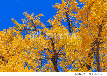 【東京の都市風景】丸の内周辺とイチョウ並木 93360672