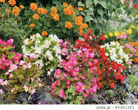 花壇に咲く満開のマリーゴールドとベゴニア 93361201