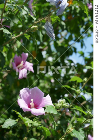 ≪花≫　ピンクのムクゲ 93361212