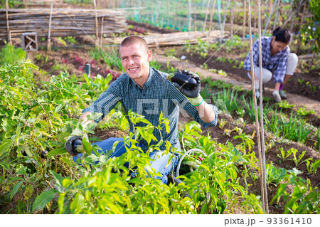 Positive man harvesting ripe eggplants at his smallholding Positive man harvesting ripe eggplants at his smallholding 93361410