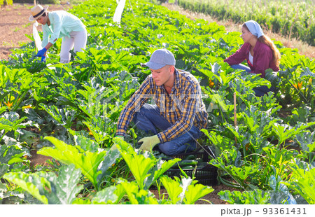 Two women and one man picking marrows 93361431
