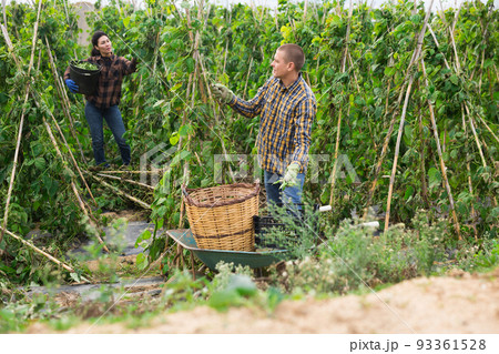 Caucasian man and Asian woman collecting haricot Caucasian man and Asian woman collecting haricot 93361528