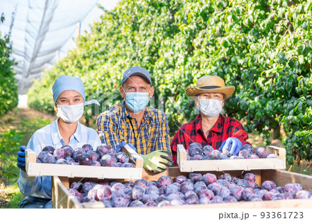 Three plantation workers with boxes full of plums Three plantation workers with boxes full of plums 93361723