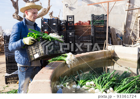 Farmer washing green onions during spring harvest Farmer washing green onions during spring harvest 93361724